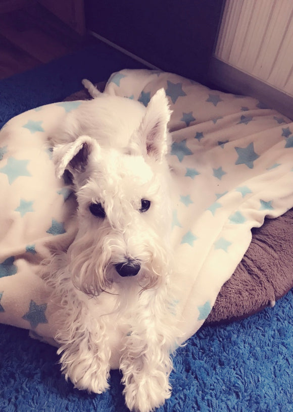 Ein Star auf Sternchen ⭐️