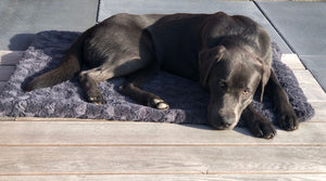 Wir machen die Decken passend zum Hund!