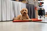 Kuschelfleece Hundedecke Uni - Rost