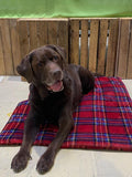 Kuschelfleece Hundedecke "Walter" Karo, rot