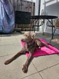 Kuschelfleece Hundedecke Uni - Pink