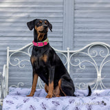 Softshell Hundedecke Faultiere