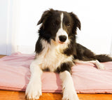 Softshell Hundedecke Uni - Altrosa